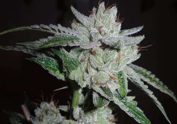 Ghost OG Kush