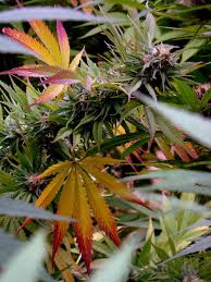 Blueberry