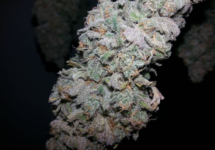 Blue Dream