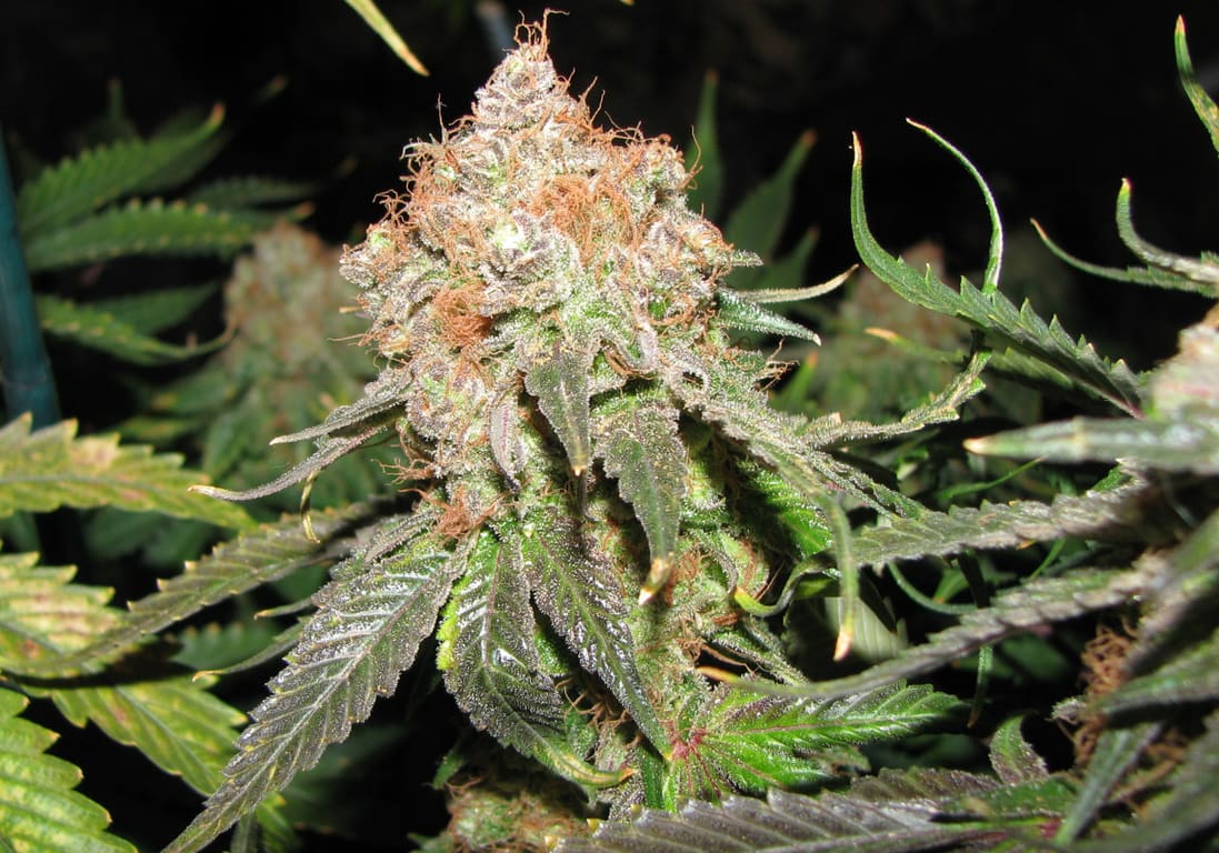 Jack Herer