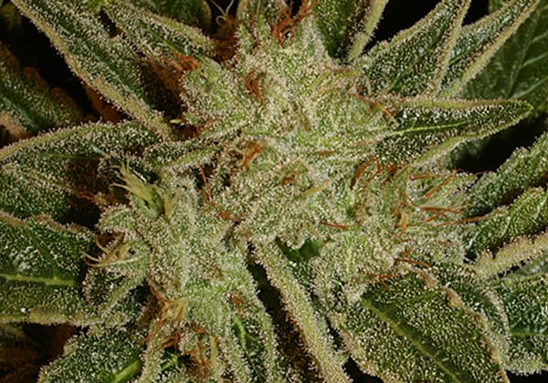 Bubble Gum - Serious Seeds
