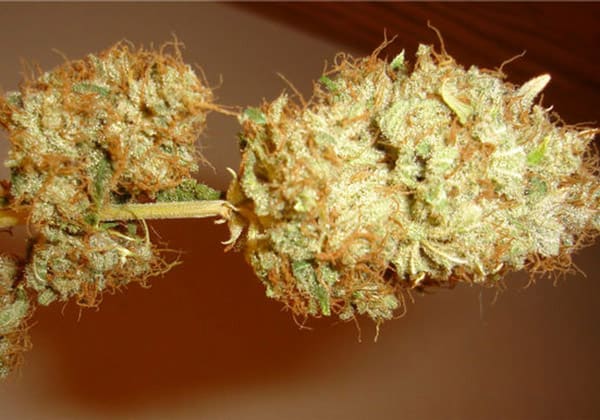 Orange Kush