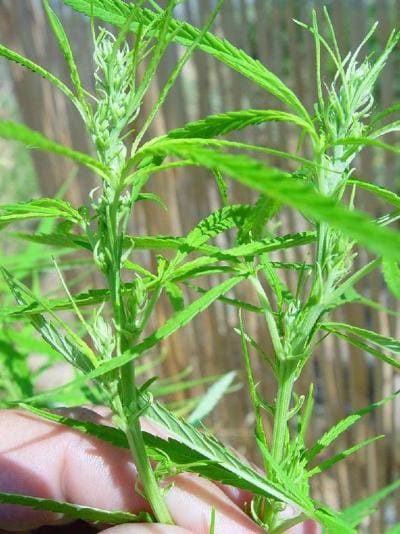 Thai Sativa