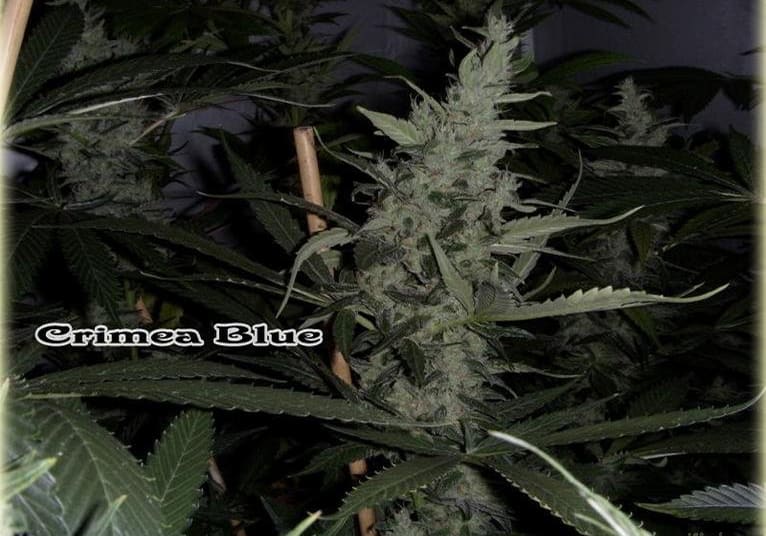 Crimera Blue
