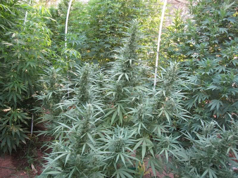Super Critical