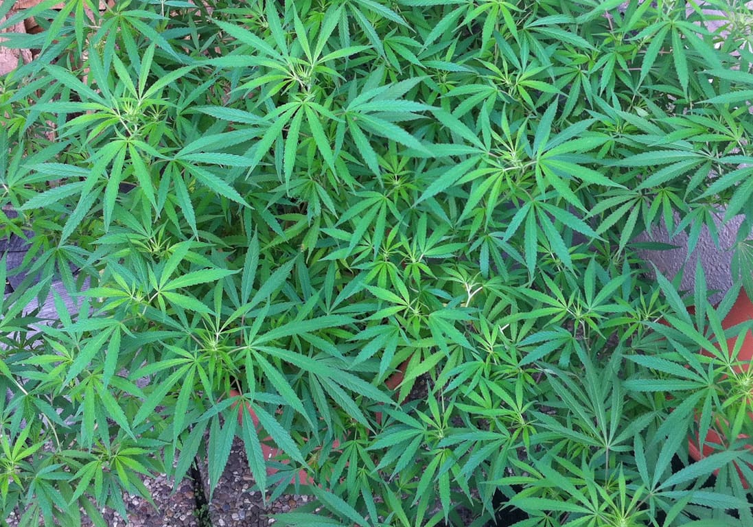 Mexican Sativa