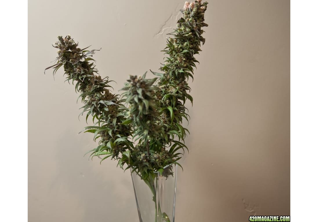 Ken’s Kush