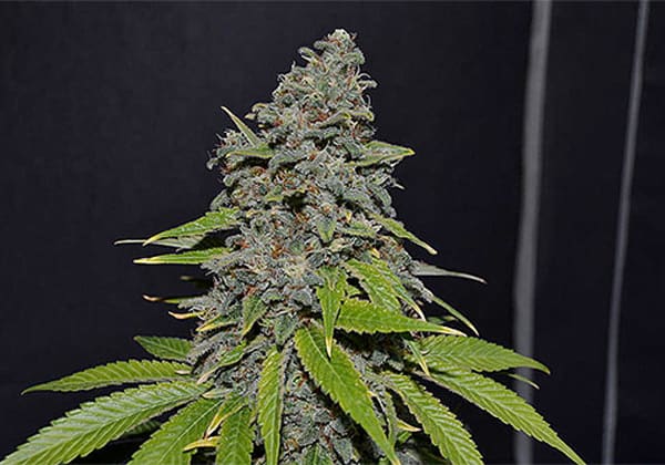 Buddha’s Sister