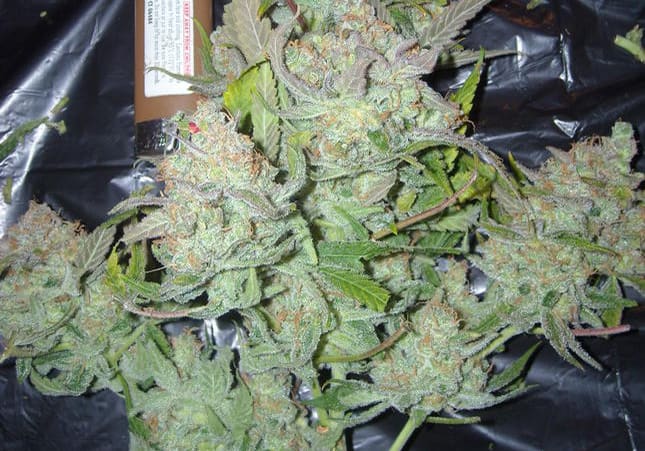 Triple Diesel