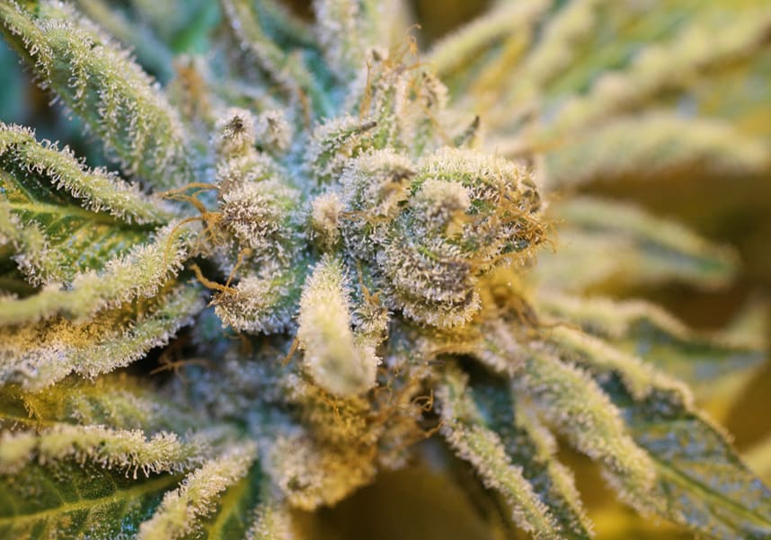 Master Kush (Medman)