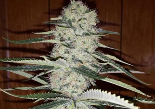 Critical Kush