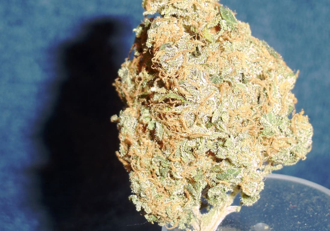 Tiger's Milk