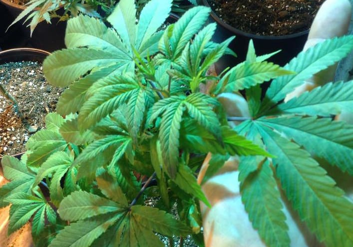 Karens Kush