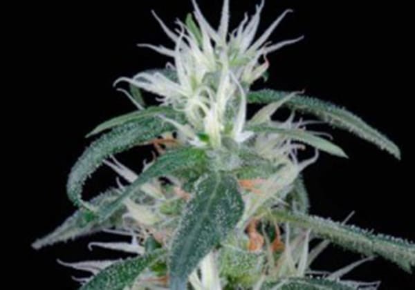 Arjans Ultra Haze