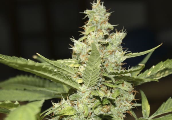 CBD Critical Cure