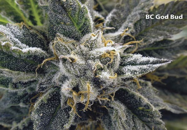 God Bud (BC)