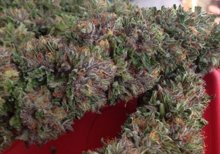 Girl Scout Cookies