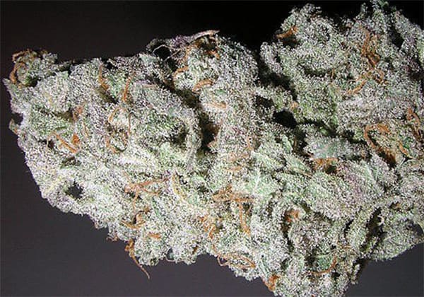 Grape God Bud