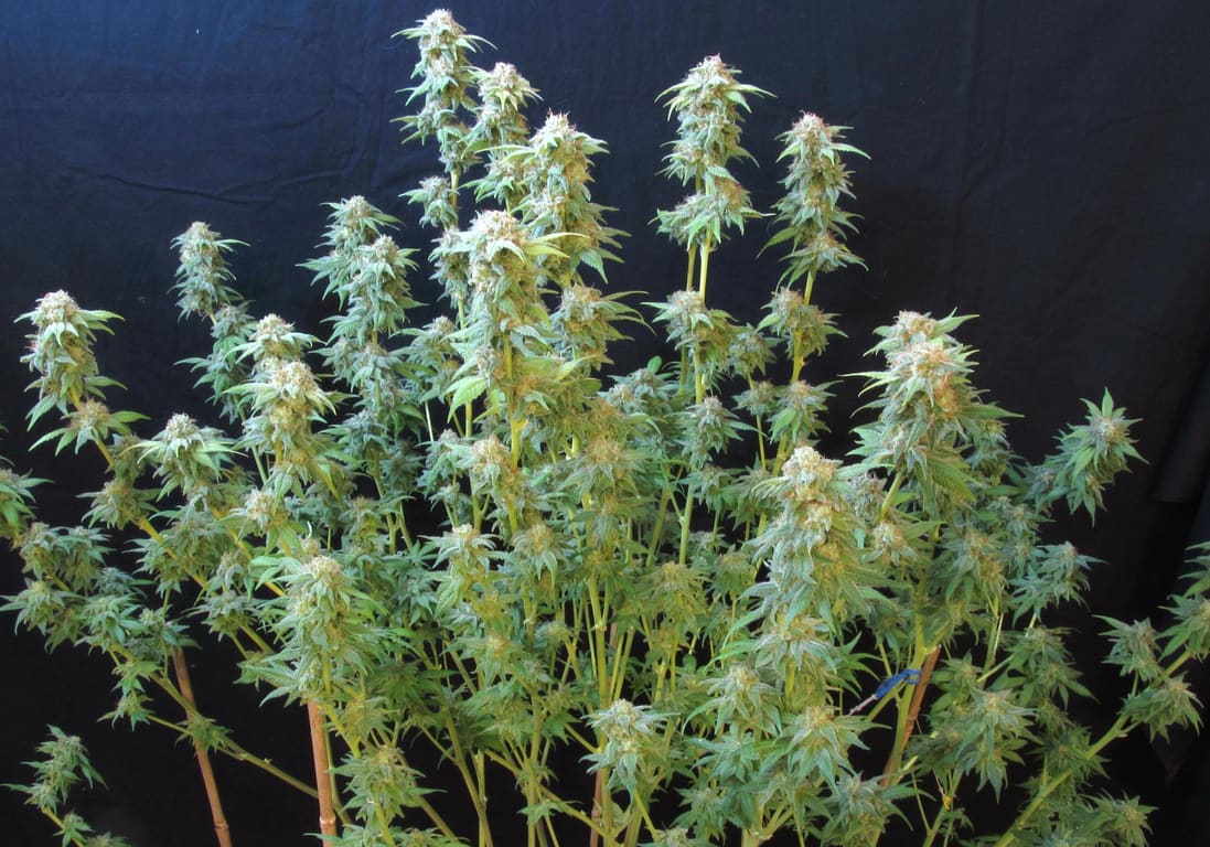 Bubble Gum - Serious Seeds