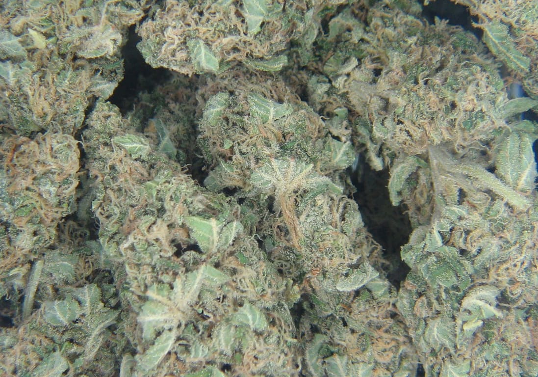 G-13