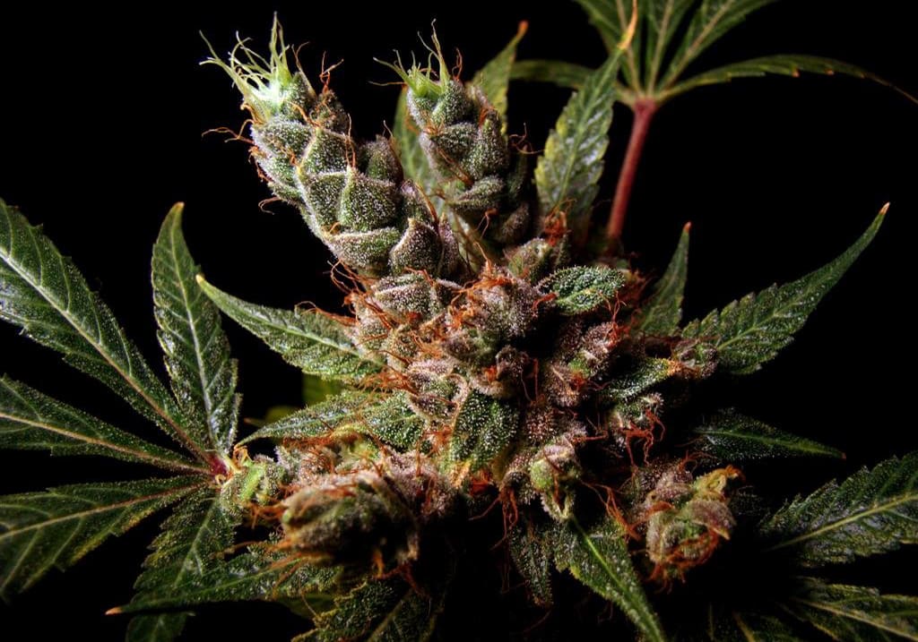 Skywalker