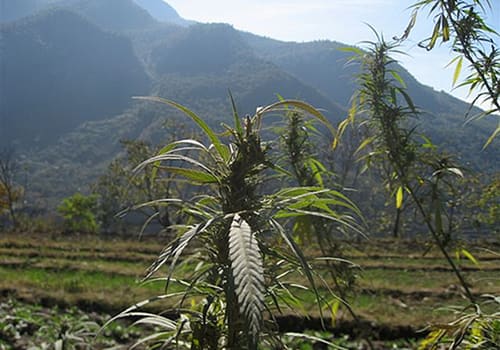 China Yunnan