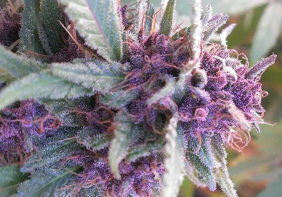 Grape Krush