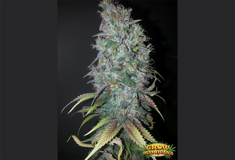 Blue Dream