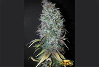 Blue Dream