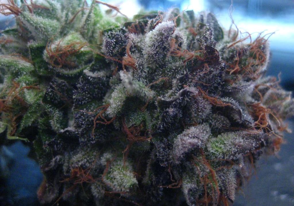 Las Vegas Purple Kush