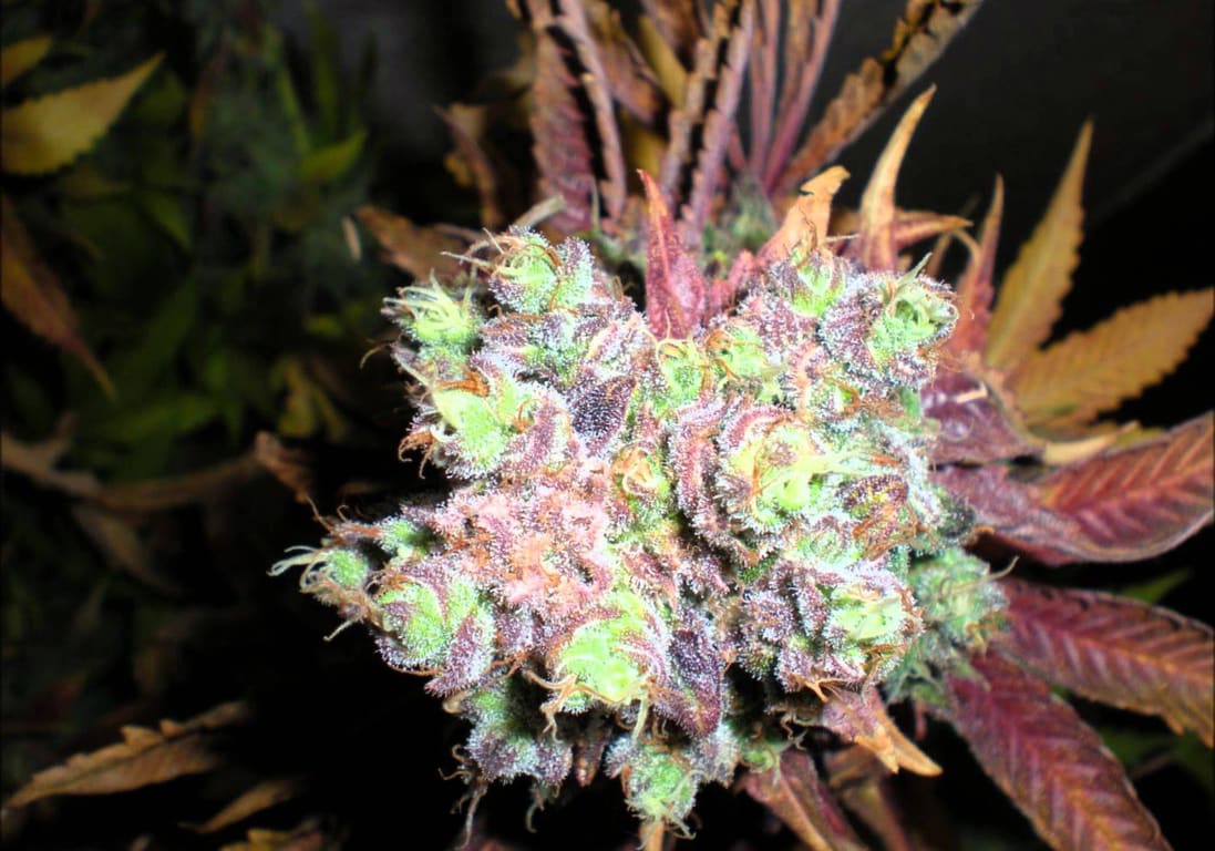 Violator Kush