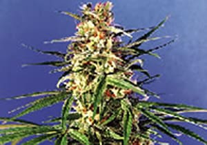 Columbian Red