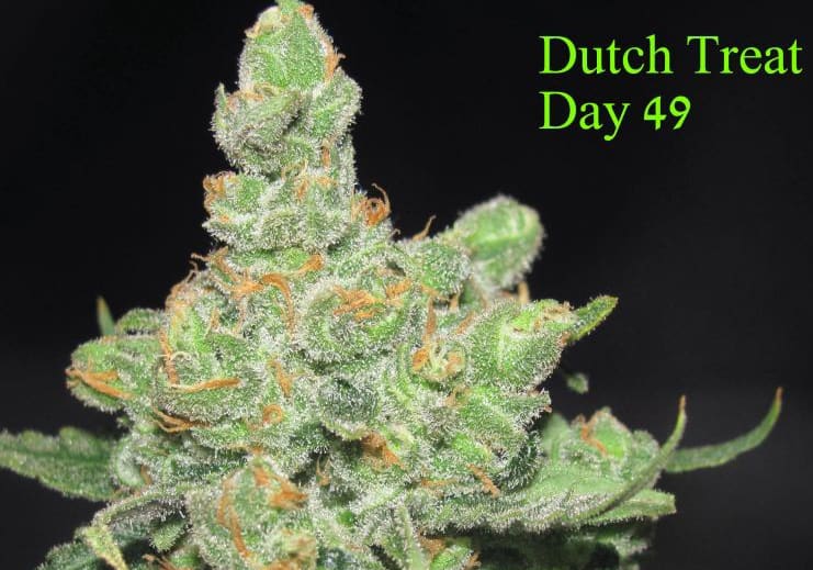 Dutch Treat