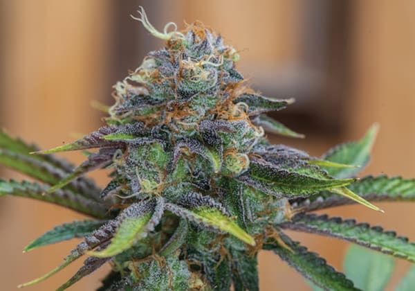 Woody’s GDP