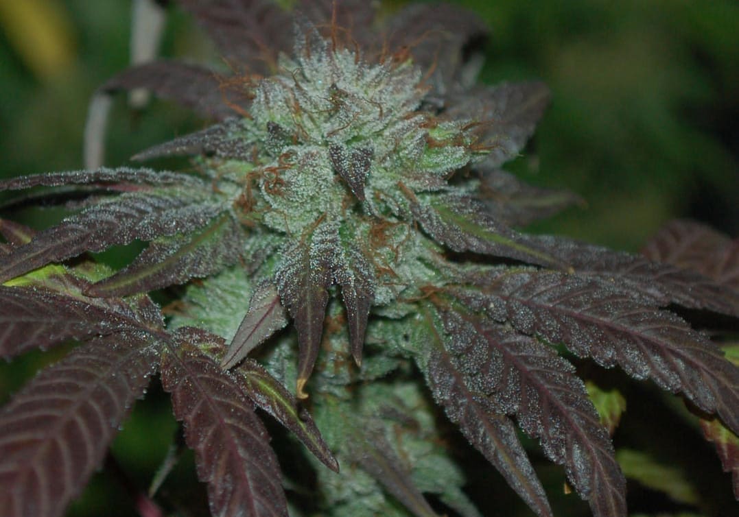 Las Vegas Purple Kush