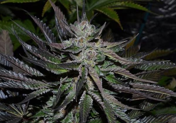 Girl Scout Cookies
