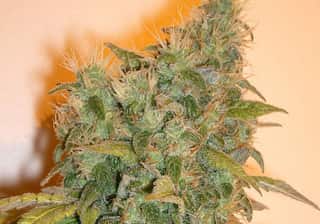 Hashberry