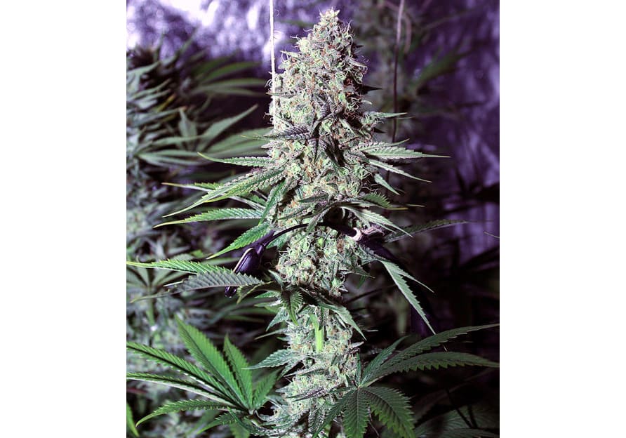 Ghost Train Haze #1