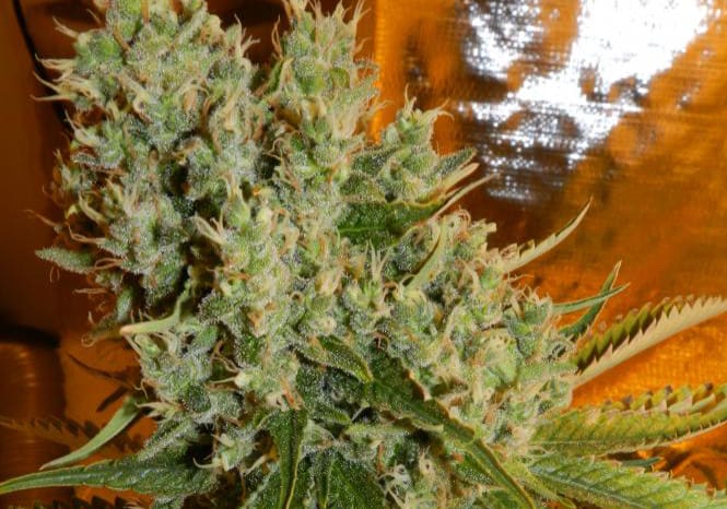 Durban Poison