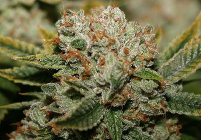 White Fire OG