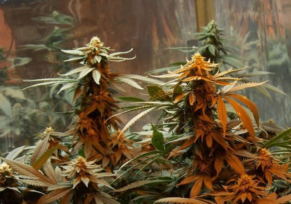 Master Kush (Medman)