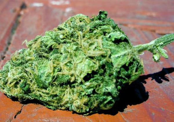 Amnesia Haze