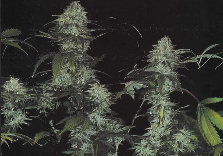 Bubble Gum - TH Seeds
