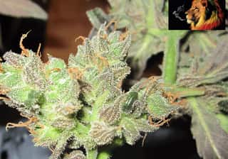 Hawaiian Snow