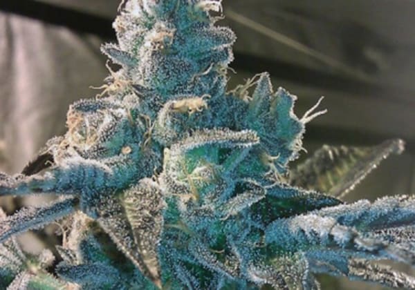 Girl Scout Cookies
