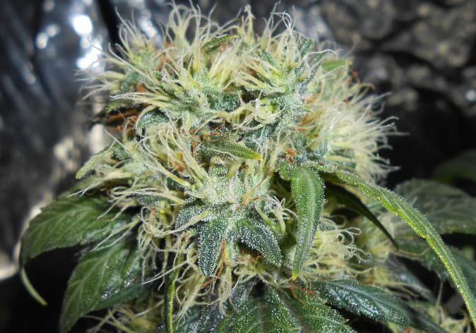 Afghan Kush