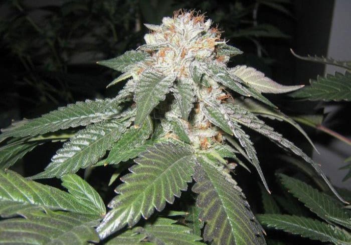 SoCal Master Kush