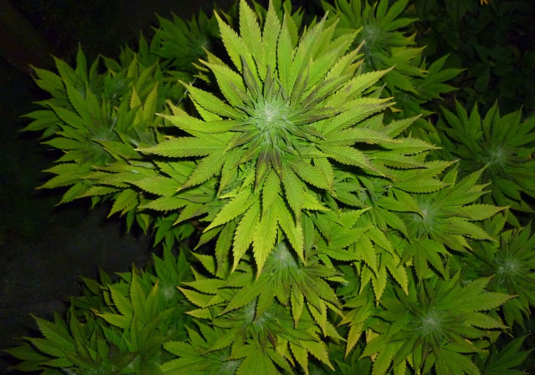 Super Sour OG