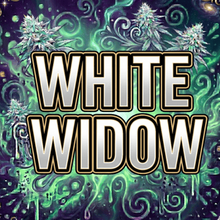 White Widow