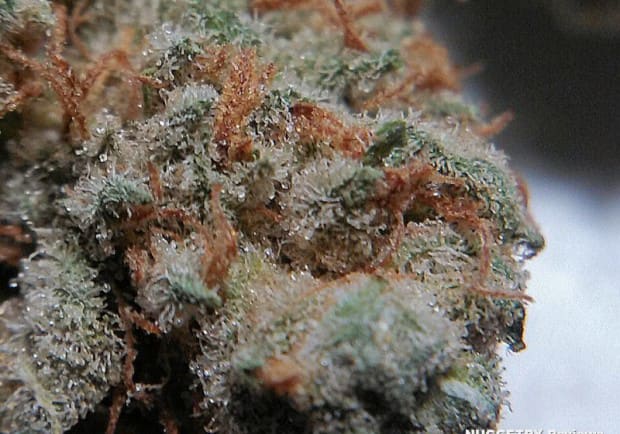 White Fire OG